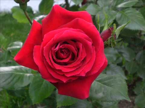 ŞAİR LEYLA HANIMIN NAATI ŞERİFİ