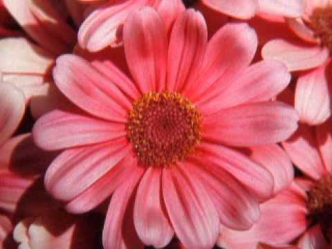 Pençgâh Bektâşi Nefesi – Selma Sağbaş – Kâni Karaca