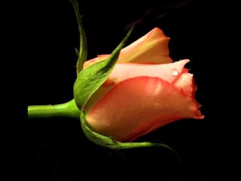 Es’selam – Veysel Dalsaldı