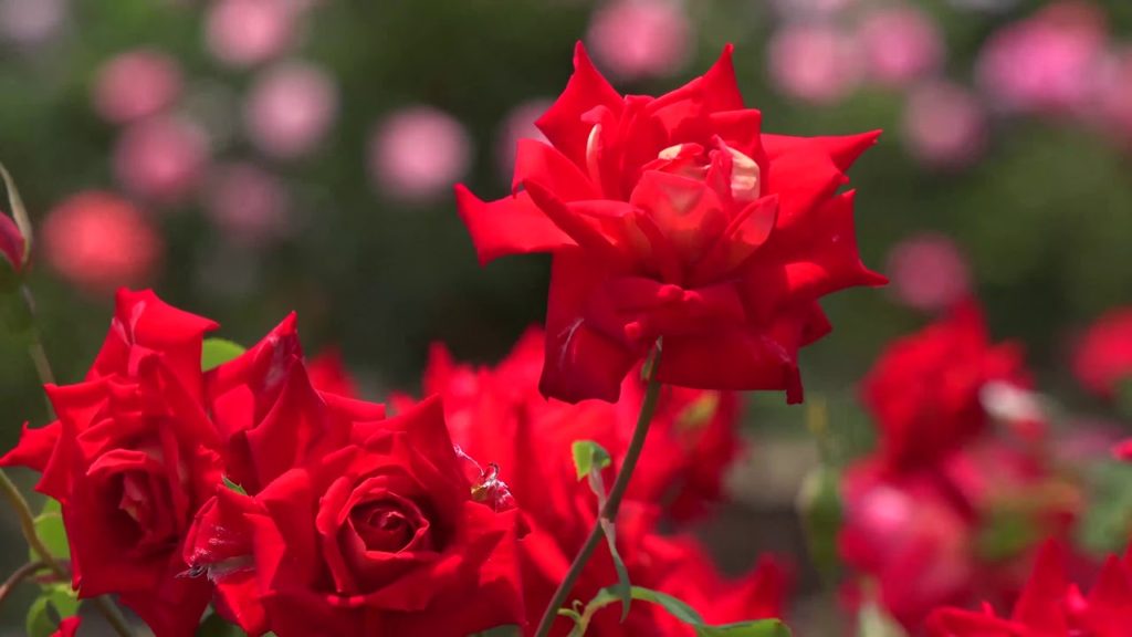 Ahmed Naina Kehf Suresi