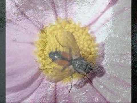 Ağıt – Metin Köse