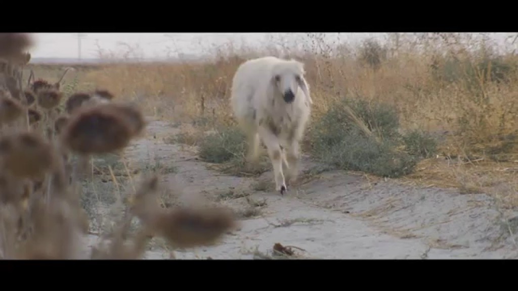 Suf-i (Mevlana Felsefesi ve Kapitalizm Eleştirisi)